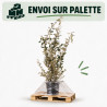 Chalef - Elaeagnus xebbingei 150/170cm Pot 18L