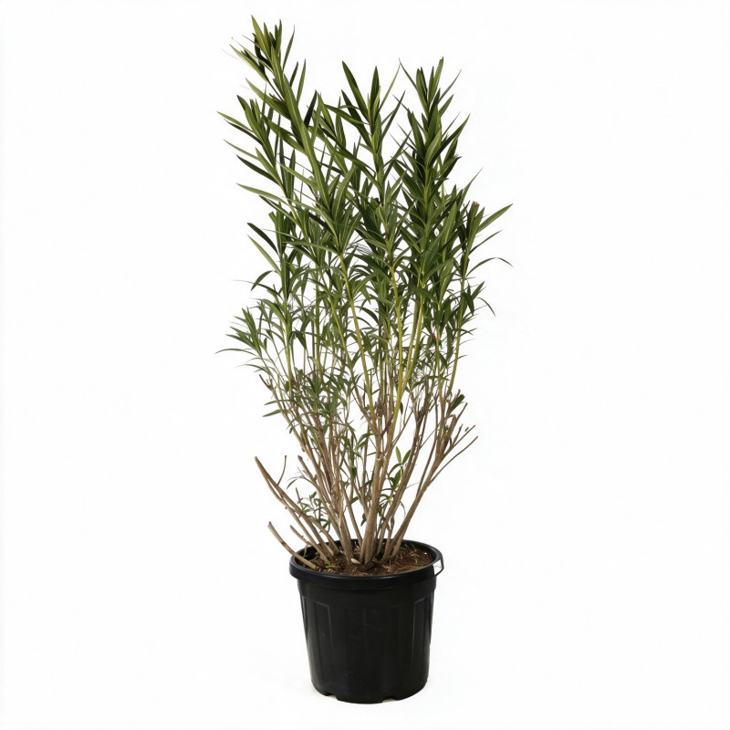 Laurier-rose Rouge- Nerium oleander 150/175cm Pot 50L
