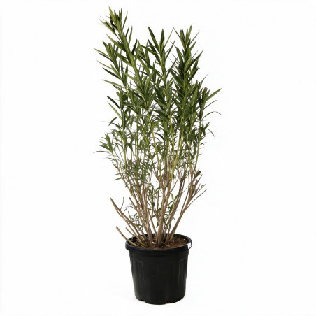 Laurier-rose Rouge- Nerium oleander 150/175cm Pot 50L