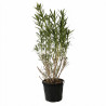 Laurier-rose Rouge- Nerium oleander 150/175cm Pot 50L