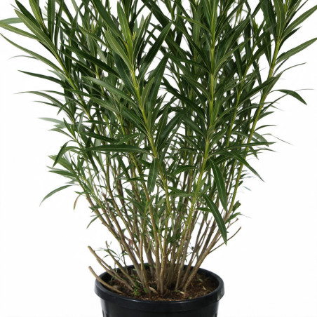 Laurier-rose Rouge- Nerium oleander 150/175cm Pot 50L