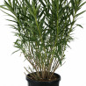 Laurier-rose Rouge- Nerium oleander 150/175cm Pot 50L