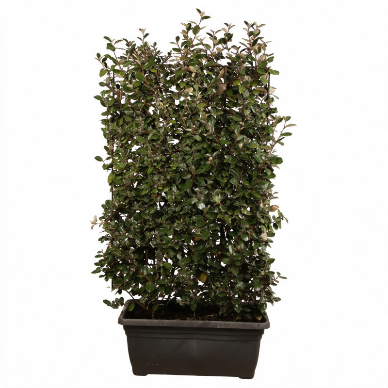Chalef Compacta - Elaeagnus xebbingei Compacta Espalier 140x80cm - Haie en bac 80cm