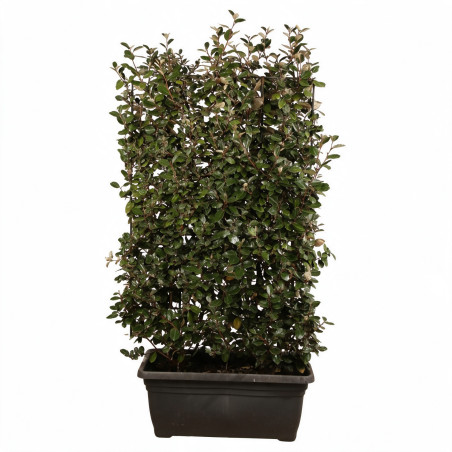 Chalef Compacta - Elaeagnus xebbingei Compacta Espalier 140x80cm - Haie en bac 80cm