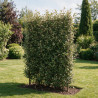 Chalef Compacta - Elaeagnus xebbingei Compacta Espalier 140x80cm - Haie en bac 80cm