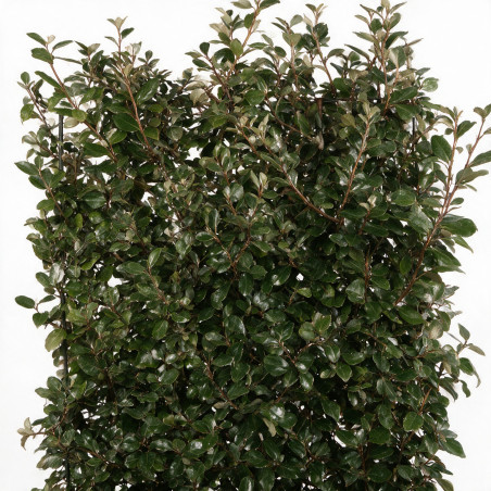 Chalef Compacta - Elaeagnus xebbingei Compacta Espalier 140x80cm - Haie en bac 80cm