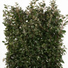 Chalef Compacta - Elaeagnus xebbingei Compacta Espalier 140x80cm - Haie en bac 80cm