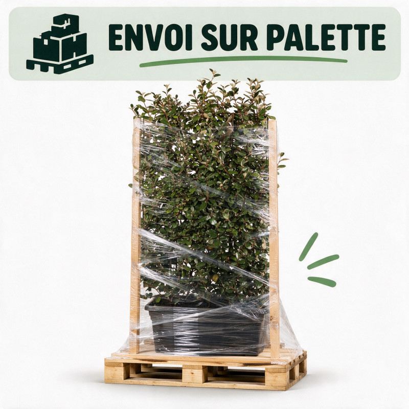 Chalef Compacta - Elaeagnus xebbingei Compacta Espalier 140x80cm - Haie en bac 80cm