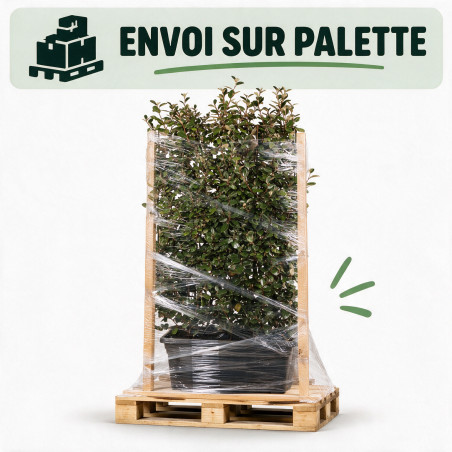 Chalef Compacta - Elaeagnus xebbingei Compacta Espalier 140x80cm - Haie en bac 80cm