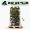 Chalef Compacta - Elaeagnus xebbingei Compacta Espalier 140x80cm - Haie en bac 80cm