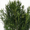 Laurier-rose Rose- Nerium oleander 150/175cm Pot 50L