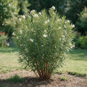 Laurier-rose Blanc - Nerium oleander 150/175cm Pot 50L