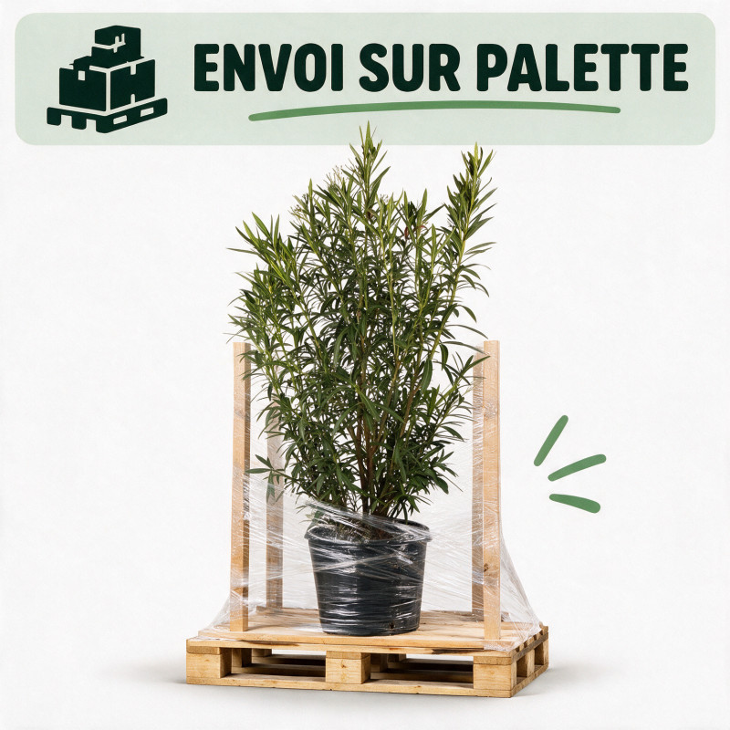 Laurier-rose Blanc - Nerium oleander 150/175cm Pot 50L