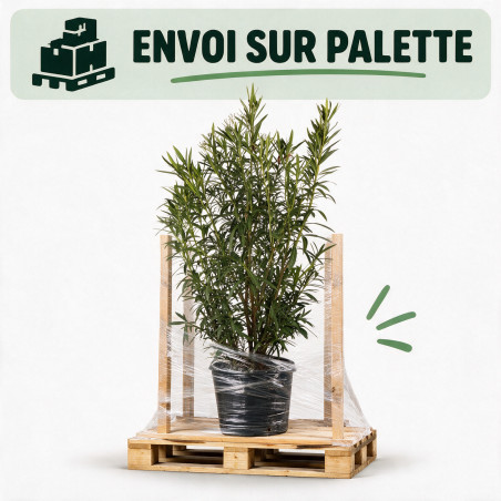 Laurier-rose Blanc - Nerium oleander 150/175cm Pot 50L