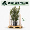 Laurier-rose Blanc - Nerium oleander 150/175cm Pot 50L