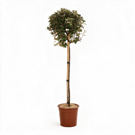 Chalef Compacta - Elaeagnus xebbingei Compacta Demi-tige Pot 7L - 140cm
