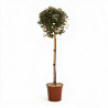 Chalef Compacta - Elaeagnus xebbingei Compacta Demi-tige Pot 7L - 140cm
