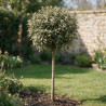 Chalef Compacta - Elaeagnus xebbingei Compacta Demi-tige Pot 7L - 140cm