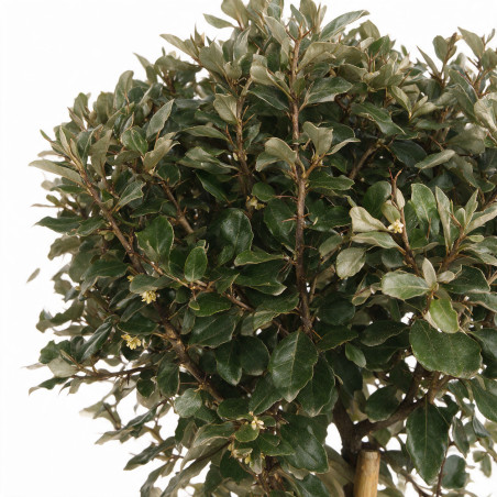 Chalef Compacta - Elaeagnus xebbingei Compacta Demi-tige Pot 7L - 140cm