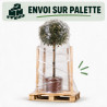 Chalef Compacta - Elaeagnus xebbingei Compacta Demi-tige Pot 7L - 140cm