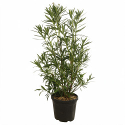 Laurier-rose - Nerium oleander 125/145cm Pot 30L