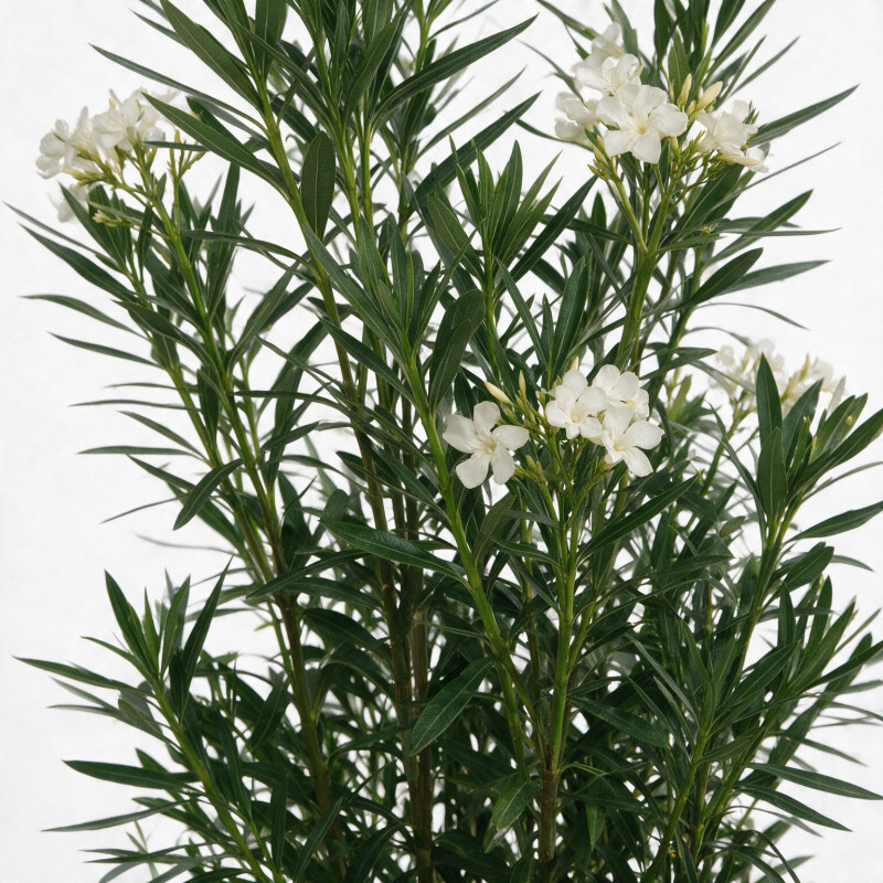 Laurier-rose - Nerium oleander 125/145cm Pot 30L