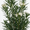 Laurier-rose - Nerium oleander 125/145cm Pot 30L