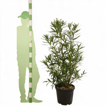 Laurier-rose - Nerium oleander 125/145cm Pot 30L