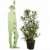 Laurier-rose - Nerium oleander 125/145cm Pot 30L