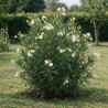 Laurier-rose - Nerium oleander 125/145cm Pot 30L