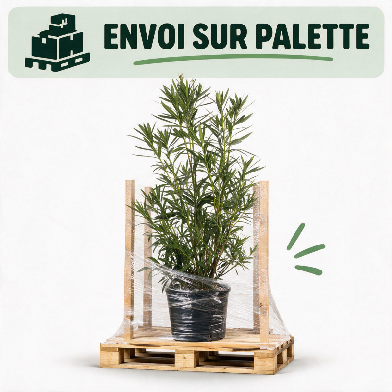Laurier-rose - Nerium oleander 125/145cm Pot 30L