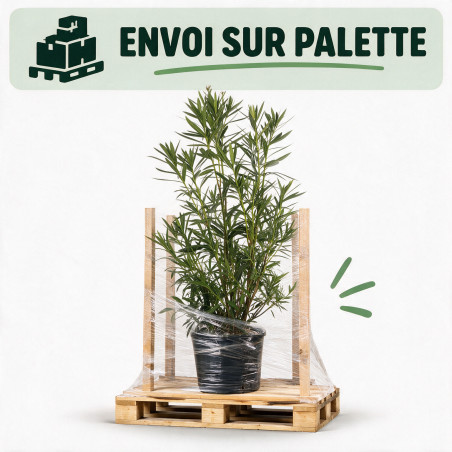 Laurier-rose - Nerium oleander 125/145cm Pot 30L