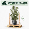 Laurier-rose - Nerium oleander 125/145cm Pot 30L