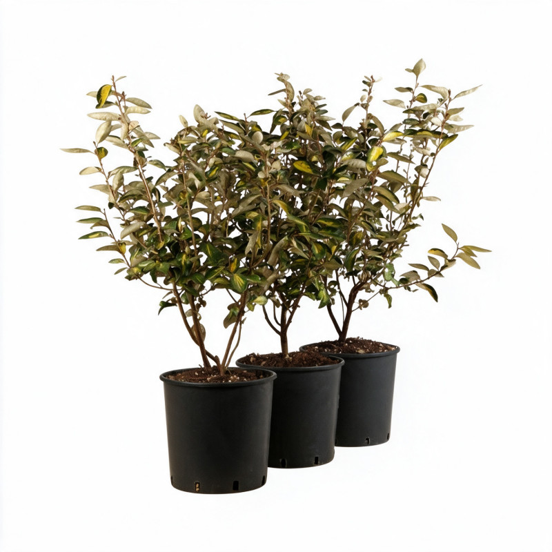 Chalef Limelight - Elaeagnus xebbingei Limelight 80/100cm Pot 9L