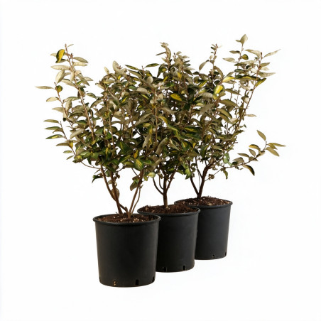 Chalef Limelight - Elaeagnus xebbingei Limelight 80/100cm Pot 9L