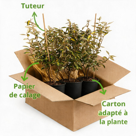 Chalef Limelight - Elaeagnus xebbingei Limelight 80/100cm Pot 9L