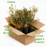 Chalef Limelight - Elaeagnus xebbingei Limelight 80/100cm Pot 9L