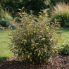 Chalef Limelight - Elaeagnus xebbingei Limelight 80/100cm Pot 9L