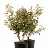 Chalef Limelight - Elaeagnus xebbingei Limelight 80/100cm Pot 9L