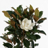 Magnolia à grandes fleurs Little Gem - Magnolia grandiflora Little Gem 90cm Pot 7L