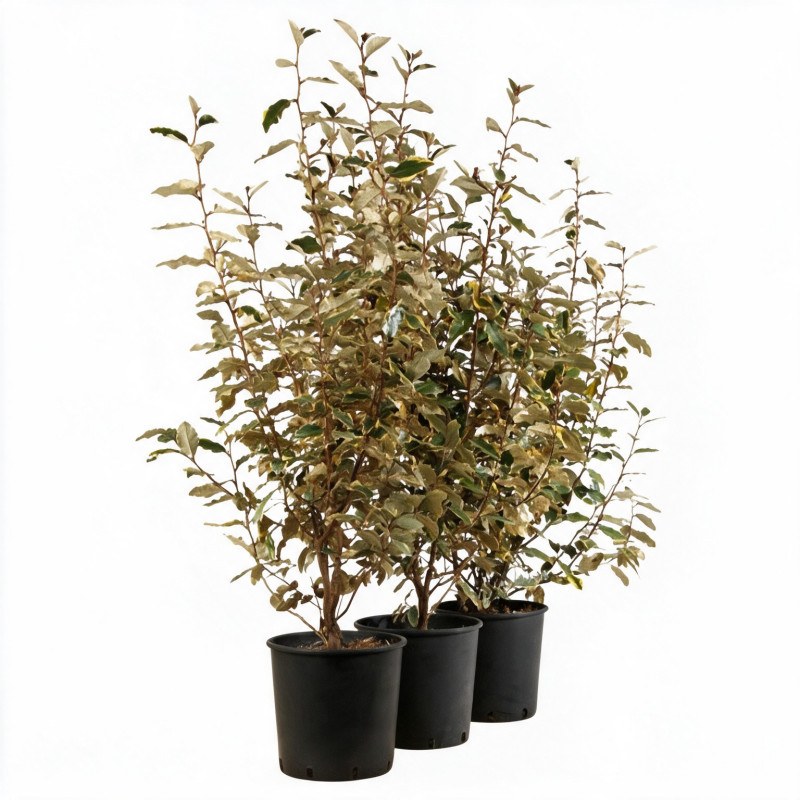 Chalef Viveleg - Elaeagnus xebbingei Viveleg 60/80cm Pot 9L