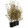Chalef Viveleg - Elaeagnus xebbingei Viveleg 60/80cm Pot 9L
