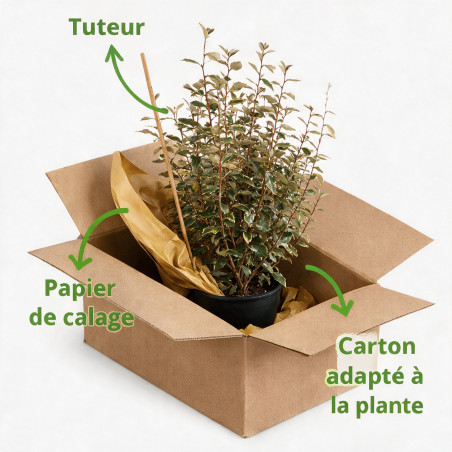 Chalef Viveleg - Elaeagnus xebbingei Viveleg 60/80cm Pot 9L