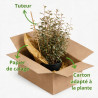 Chalef Viveleg - Elaeagnus xebbingei Viveleg 60/80cm Pot 9L