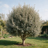Chalef Viveleg - Elaeagnus xebbingei Viveleg 60/80cm Pot 9L