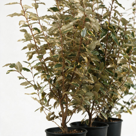 Chalef Viveleg - Elaeagnus xebbingei Viveleg 60/80cm Pot 9L