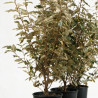 Chalef Viveleg - Elaeagnus xebbingei Viveleg 60/80cm Pot 9L