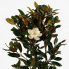 Magnolia à grandes fleurs Galissoniere - Magnolia grandiflora Galissoniere 150/170cm Pot 35L