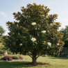 Magnolia à grandes fleurs Galissoniere - Magnolia grandiflora Galissoniere 150/170cm Pot 35L