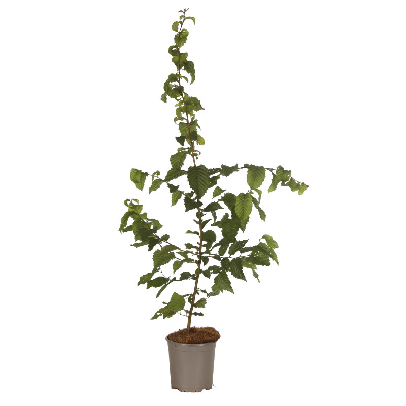 Charme commun 60/80cm Pot 2L - Carpinus betulus